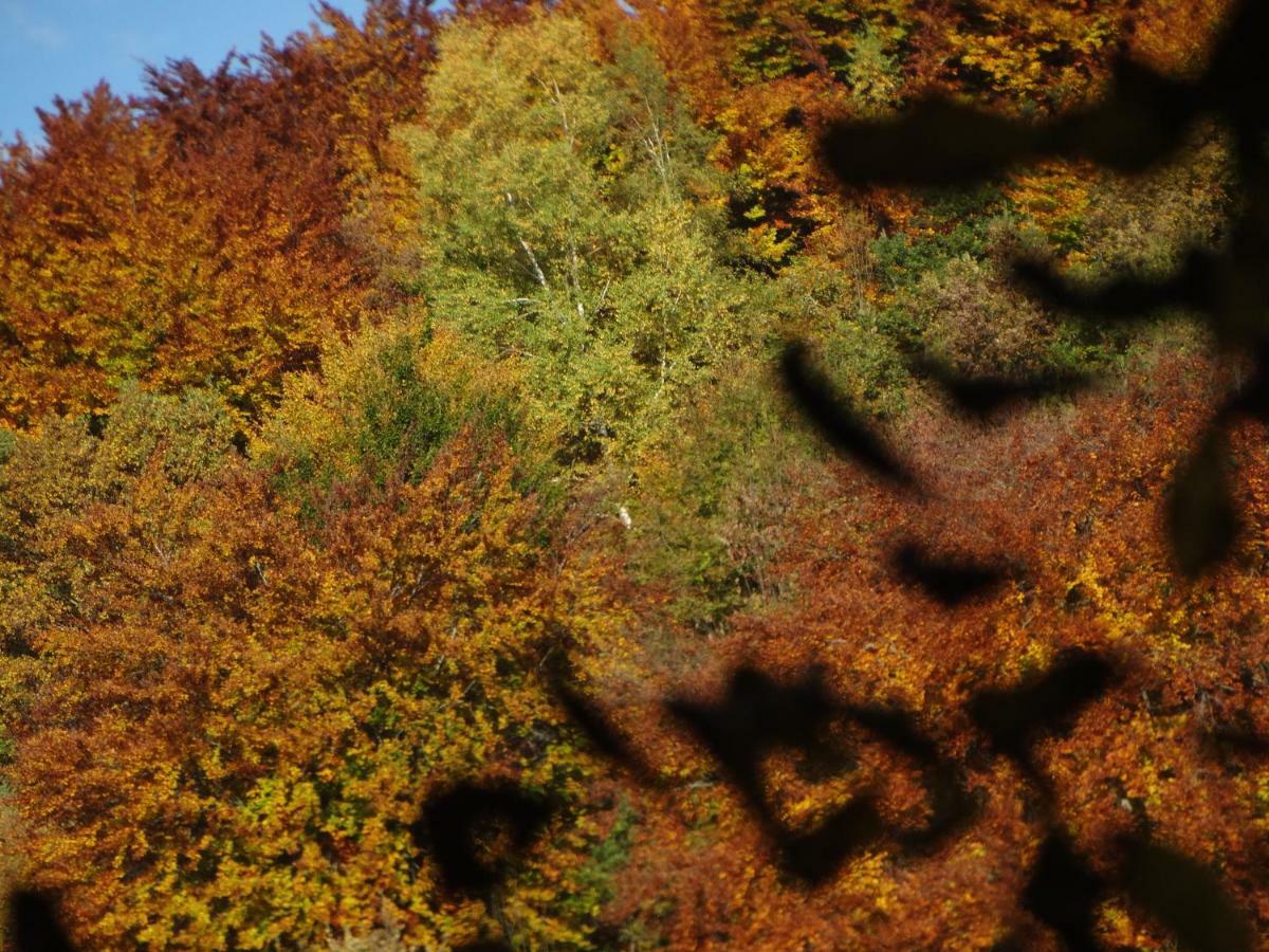 Gite Colombe Des Bois Estadens エクステリア 写真